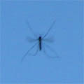 mosquito