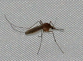 mosquito